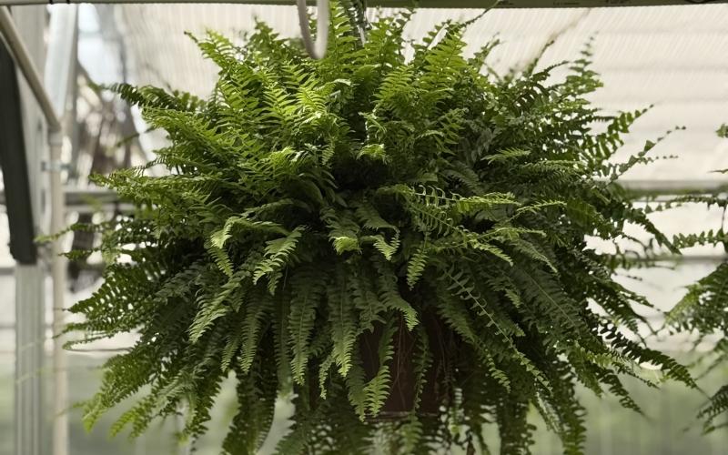 Hart County High School's FFA Spring Plant Sale will be held Friday, April 3 from 8:30 a.m. to 6:30 p.m at the HCHS Greenhouse, located at 284 Campbell Drive. Photo submitted by Grayson Williams.