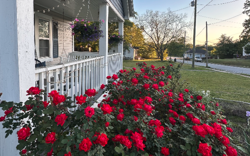 While I admittedly neglected my "garden" more than I should have last year, my knockout roses showed out throughout the season. Come mid-April, I'm hoping they'll look just like this again. Photo by Rose Scoggins.