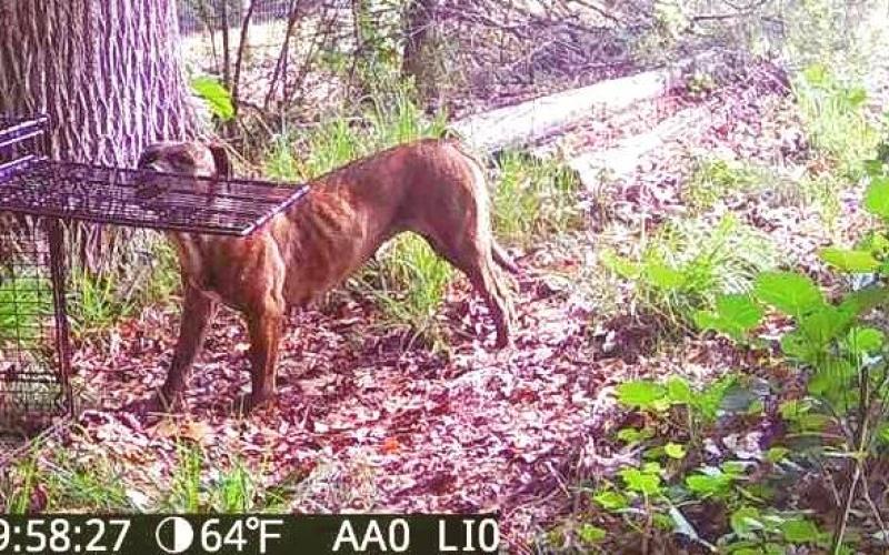 Trail cameras off of Elberton Highway captured photos of the two dogs above, who are part of an active investigation  by Hart County Animal Control involving killed livestock. Anyone with information on the dogs should contact the animal control office, through the sheriff's office, at 706-376-3114. Photo courtesy of Hart County Animal Control.