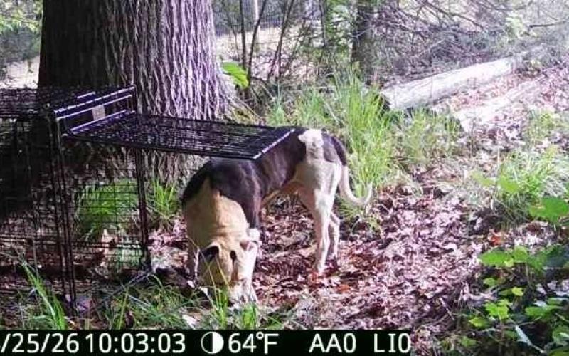 Trail cameras off of Elberton Highway captured photos of the two dogs above, who are part of an active investigation  by Hart County Animal Control involving killed livestock. Anyone with information on the dogs should contact the animal control office, through the sheriff's office, at 706-376-3114.  Photo courtesy of Hart County Animal Control.