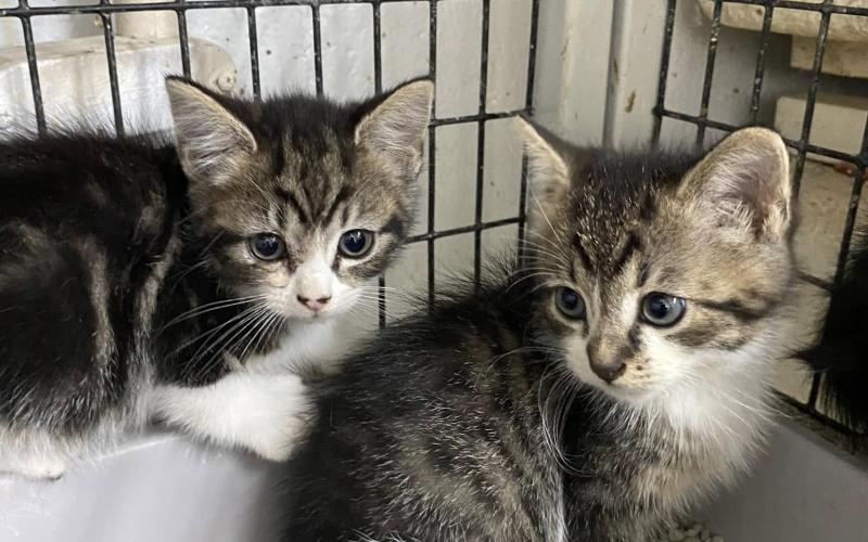 Nearly three years ago, this adorable photo of my cat, Dewy (right), then a kitten, caught my eye on my Facebook feed and I was smitten. Many cute photos of kittens needing loving homes can be found online this kitten season. Photo by the Elberton Police Department Animal Control.
