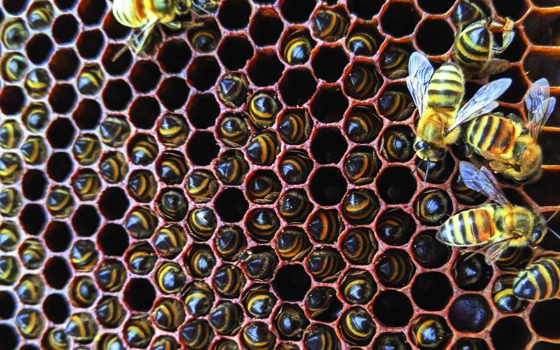 Warm winters can be a dangerous time for bee populations. Courtesy of June Dale/Daleville Farms