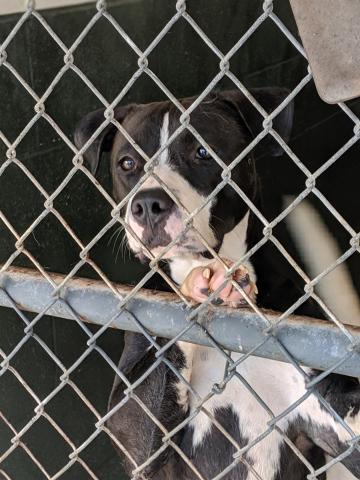 Photo submitted — The Northeast Georgia Animal Shelter is one of six organizations involved in a massive fundraising event called the Weekend of Hart. The shelter’s mission is to find loving homes for as many dogs and cats as possible in Hart and Franklin Counties, like the pooch pictured here at the shelter.