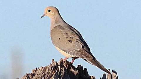 Dove