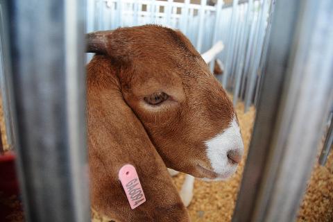 Sunshots by Michael Hall — A goat peers through the fence at the Straight from the Hart EMC Goat Show on Aug. 3 at the Hart County AgriScience Center. 