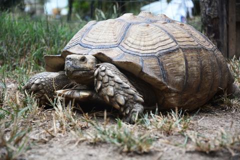 Sunshot by Michael Hall — Clyde, the giant African spurred tortoise that was missing since April, was found less than two miles from owner’s home in Dewy Rose recently. 