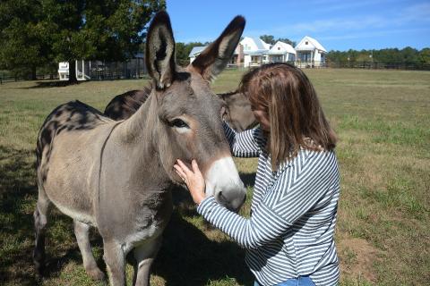 The Beacon Bed and Breakfast co-owner Ellen East, above, pets Nova in a pasture recently. Nova is one of three donkeys on the property. 