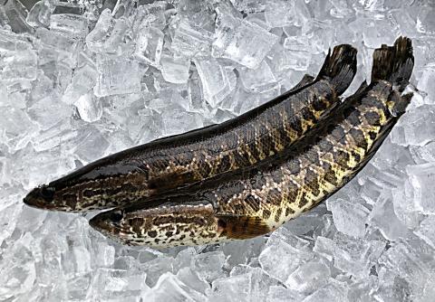 Photo submitted by DNR — Snakehead fish caught in a private pond in Gwinnett County are the first official sightings of the non-native, invasive fish in Georgia. 