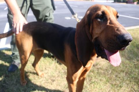 Sunshots by Grayson Williams — Parker Jean, the Hart County Sheriff’s Office new bloodhound, smiles for the camera recently during a training session.  