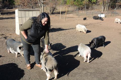 Corrine Baker pets pot-bellied pigs at Outsiders Farm and Sanctuary in Hart County, a farm where pigs originally bought as pets are rescued from bad situations.