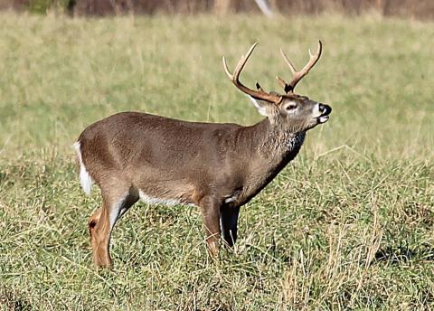 deer