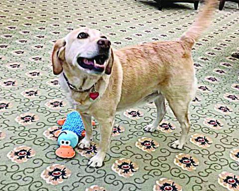 Photo submitted — The yellow lab, Maggie, smiles for the camera at her new home in New Hampshire. She and another local rescue were sent by Hart County Animal Rescue to live in assisted living facilities there. 