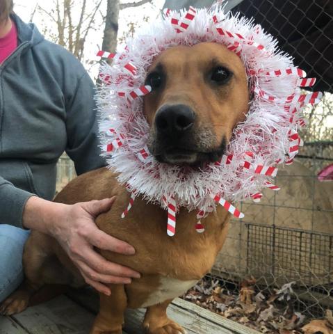 Photo submitted — Hart County Animal Rescue, which seeks to aid homeless pets like this festive pooch, is taking donations to help them build a fence at a property on which it has future plans to build a shelter kennel.