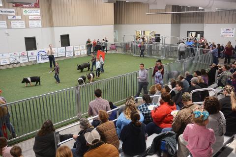 Sunshots from file - The Hart County AgriScience Center is packed with spectators as young children take to the show floor at the Lake Hartwell Pig Classic earlier this month. Below, Rachel Mize, left, and Ava Carnes, work together to prepare Carnes’ pig Eugene for competition at the Lake Hartwell Pig Classic.