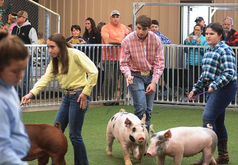 Sunshots by Michael Hall - Hart County’s Trey Chafin, middle, watches the judge as he shows his pig in the Intermediate Division of the showmanship competition on Saturday, Dec. 7, at the Hart County Agriscience Center during the Lake Hartwell Pig Classic. 