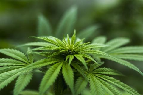 A Democrat in the House has state cannabis laws, marijuana, in her sights for the new session. 