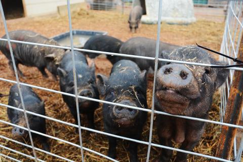 Sunshot by Michael Hall - Pot-bellied pigs removed from a house in Upson County where they were being mistreated stick their snouts through the fence at Outsiders Farm and Sanctuary in Hart County. 