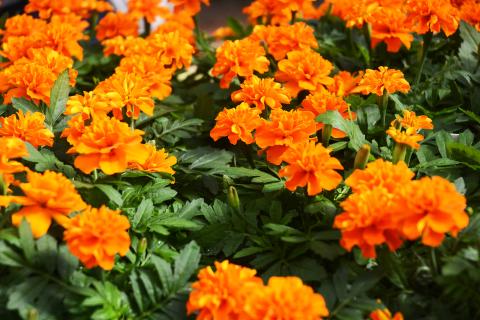 Marigolds at the 2019 FFA plant sale. 