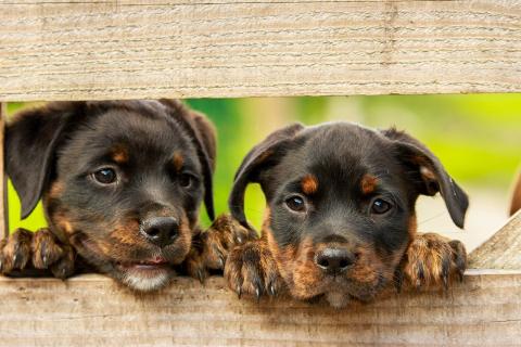 One unspayed dog and her offspring can produce around 67,000 dogs in a six year time period. One unspayed female cat and her offspring can produce as many as 420,000 kittens in seven years.