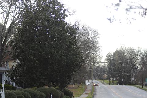 Trees on Benson Street.