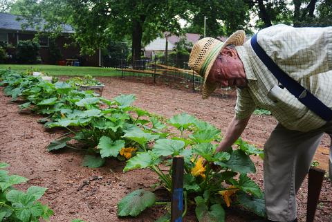 Sunshot by Michael Hall — John Milner shows off a zucchini squash bloom in his Hartwell garden. Milner, a former plant protection inspector for the USDA and an entomologist, has poured his efforts into his garden during the COVID-19 pandemic quarantine. 