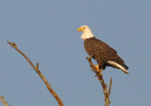 Photo submitted by Clay George/Ga. DNR — A bald eagle is perched on a tree near the Altamaha River in Southeast Georgia. 