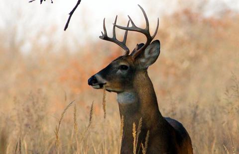 Deer