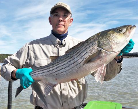 Photos submitted by DNR — Georgia DNR biologist Anthony Rabern shows off a large striper tagged in a study intended to reveal more about the sport fishes’ habits and movements around Lake Hartwell. 