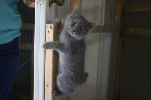 Sunshot by Grayson Williams — A kitten climbs a screened door recently at the Hart County Humane Society’s J. Robert Mauldin Animal Sanctuary. 