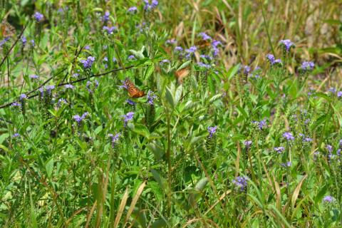 Photo submitted - An Atlanta-based program is expanding statewide to promote methods to boost native pollinators around Georgia. 