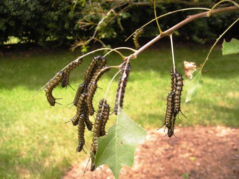 Photo submitted — Orange-striped oak worms eat leaves on a tree. The worms have been decimating foliage on trees around Hart County recently. 