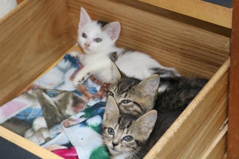 Sunshot by Grayson Williams - Three kittens wake up from a nap at the Hart County Humane Society’s J. Robert Mauldin Animal Sanctuary this week. 