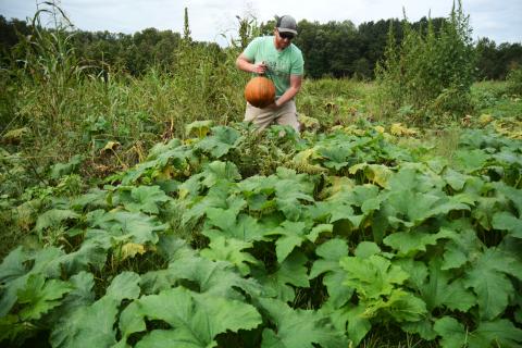 Sunshots by Michael Hall Dustin Smith, of Smith’s Farm, at the top, picks a ripe pumpkin from his patch. 