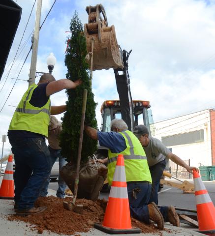Above, are city employees Dante Clark, left, Mark Wise of the Georgia Forestry Commission, and city employees Butch Nadeau and Josh Chapman, put a DeGroot’s tree in the ground. 