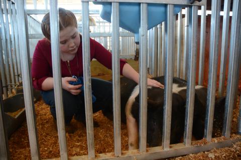10-year-old Emma Bennett, of Stephens County, pets her pig named Killing Me Softly.