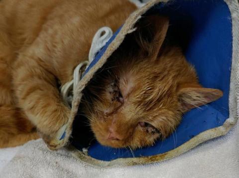 Photo submitted - A cat taken from a home on Cunningham Drive following an arrest on aggravated animal cruelty charges is shown. 