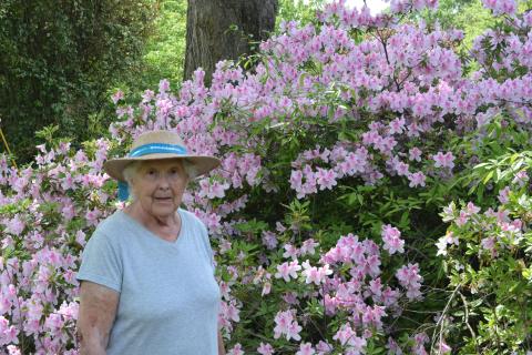 Drew Dotson/The Hartwell Sun Marti Cox poses in front of one of the 300 azaleas shrubs around her home on Benson Street.