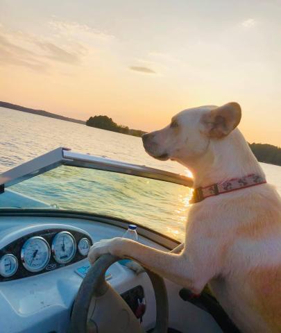 Reed Creek resident Ed Blackburn won the Community Newspapers Inc. Lake Living cover photo contest for this photo of his canine friend Lincoln at the helm of his boat.