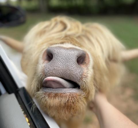 Blondie the Scottish Highland cow is ready for her close-up.