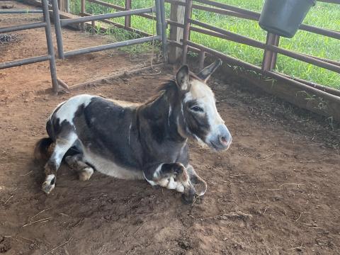Photo submitted Spanky takes a breather after his Sunday-night escape and return to the barn.