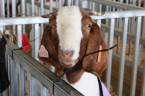 Photo submitted A goat poses for a shot outside the showroom on Saturday. 