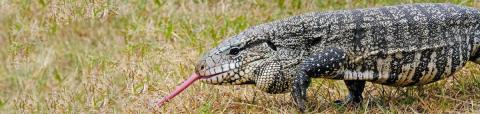 The Argentine black and white tegu. 