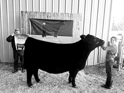 Hart County High School student Ashlyn Floyd won Grand Champion Angus Heifer.  