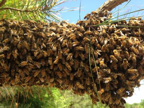 A swarm of bees clustered on a tree branch is not an uncommon sight this time of year if you know where to look. 
