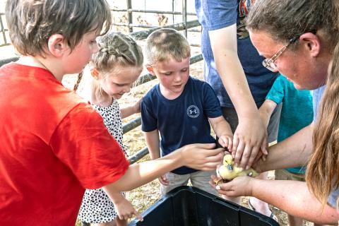 Matthew Roland (7), Layla Evans (5), Noah Evans (4) with Jessica Wilder and a baby duck.