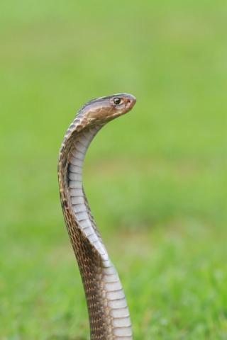 Photo credit: Mohan Moolepetlu