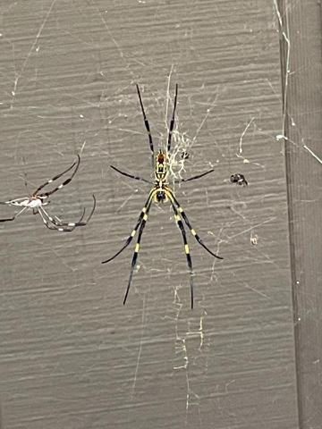 A large female Jorō spider waits alongside a smaller male companion on a thick web for her next unsuspecting meal. 
