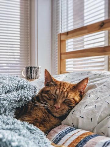 Photo credit: ModCatShop 