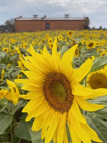 Sunflowers growing on a farm.