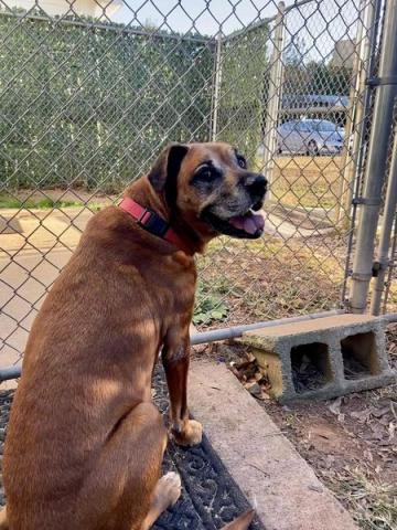 Chloe, a 10-year-old boxer-bulldog mix is looking for a home. 